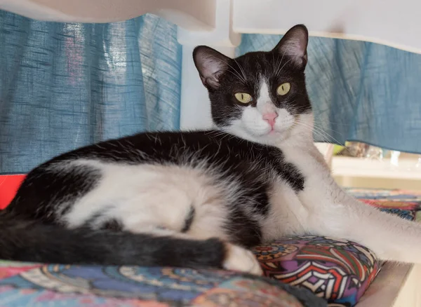 Şirin Kedisi Felis Catus Yakın Çekimi Evde Dinleniyor Masanın Altındaki — Stok fotoğraf
