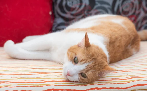 Primer Plano Casa Linda Gato Felis Catus Relajante Interior Casa — Foto de Stock