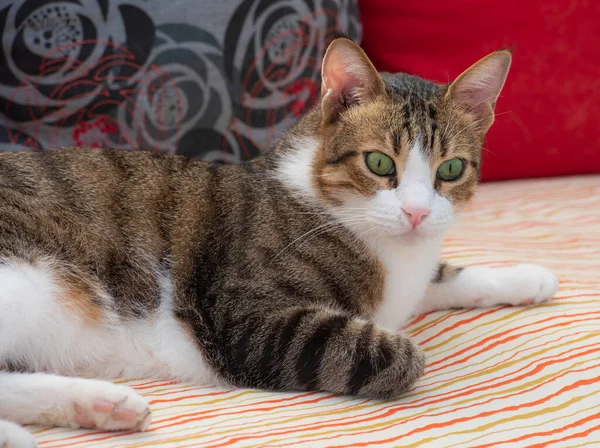 Close Cute Domestic Tabby House Cat Felis Catus Relaxing Indoor — стоковое фото