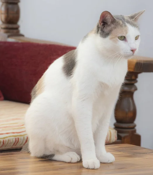 Şirin Kedisi Felis Catus Yakın Çekimleri Evde Rahat Bir Şekilde — Stok fotoğraf