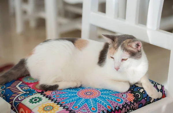 Şirin Kedisi Felis Catus Yakın Çekimi Evde Dinleniyor Sandalyede Uzanıyor — Stok fotoğraf