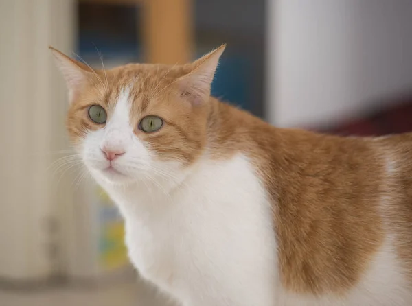 Крупный План Уродливой Домашней Рыжей Кошки Кошки Кошки Felis Catus — стоковое фото