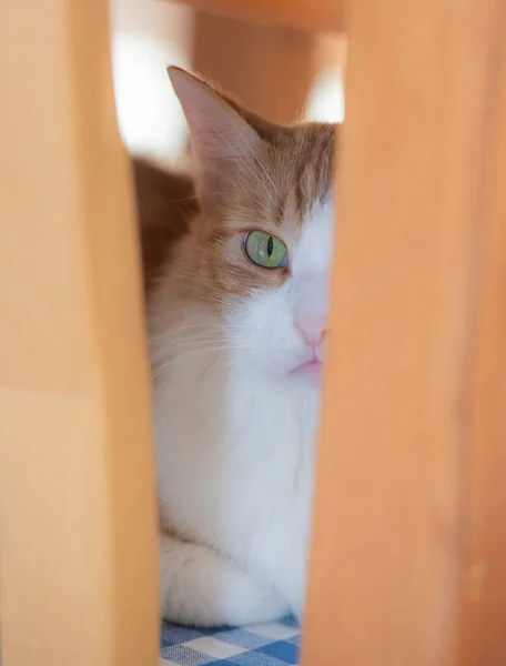 Evcil Şirin Zencefilli Kedisi Felix Catus Yaklaşması Evde Dinleniyor Tahta — Stok fotoğraf