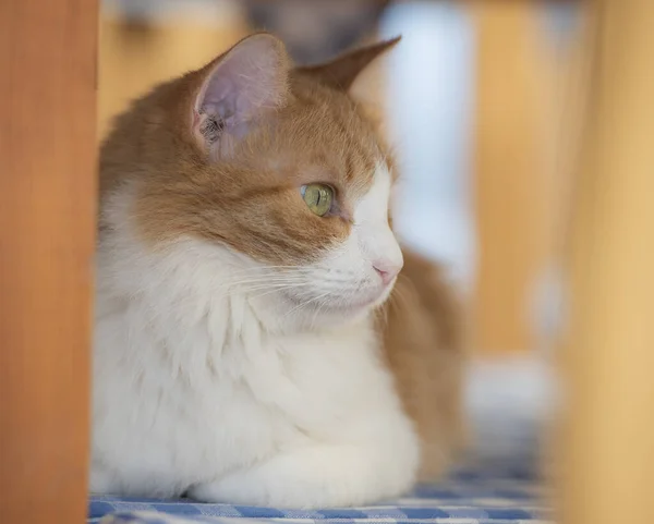 Крупный План Милого Домашнего Имбирного Домика Кот Felis Catus Расслабляющий — стоковое фото