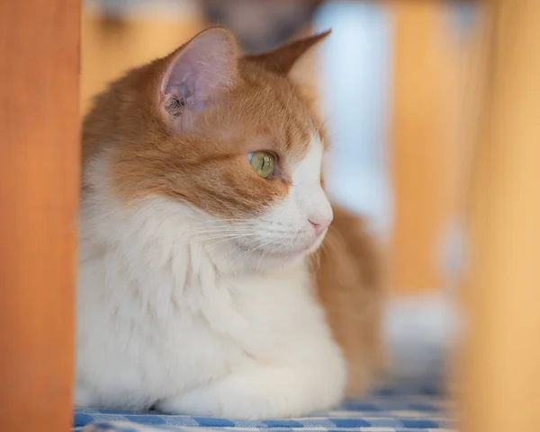 Close Van Schattige Binnenlandse Gember Huis Kat Felis Catus Ontspannen Stockfoto