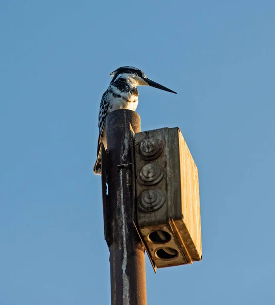 Pied Martin Pescatore Ceryle Rudis Uccello Selvatico Trovava Appollaiato Palo — Foto Stock