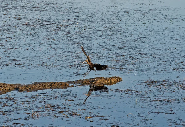 Lesklý Ibis Plegadis Falcinellus Divoký Pták Přistávající Rákosí Mělké Vodě — Stock fotografie