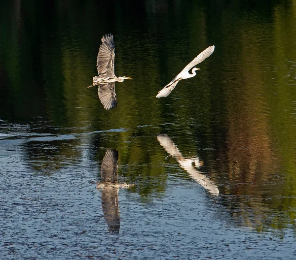 Czapla Szara Ardea Cinera Goni Wielki Egret Ardea Alba Nad — Zdjęcie stockowe