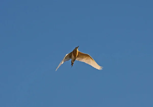 Squacco Reiher Ardeola Ralloides Wildvogel Fliegen Vor Blauem Himmel Hintergrund — Stockfoto