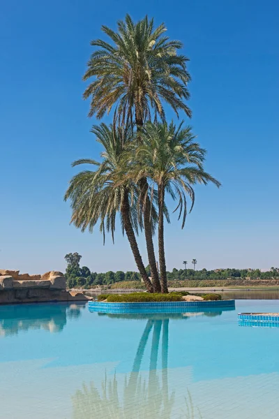 Lange Grote Datum Palmboom Feniks Dactylifera Eiland Infinity Zwembad Luxe — Stockfoto