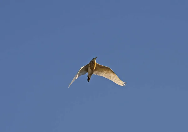 Squacco Garza Ardeola Ralloides Pájaro Salvaje Volando Contra Fondo Azul Imagen De Stock