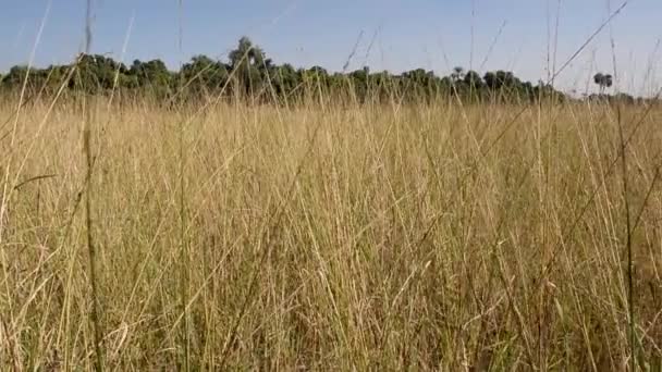 Detalle Cerca Las Plantas Hierba Que Crecen Campo Rural Prado — Vídeos de Stock