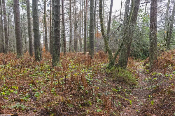 Vandringsled Genom Avlägsen Skog Landsbygdslandskapet Vintern — Stockfoto