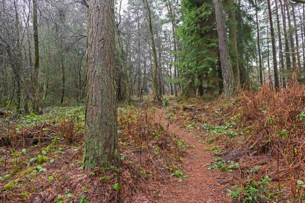 Ścieżka Piesza Przez Las Leśny Wiejskim Krajobrazie Zimą — Zdjęcie stockowe