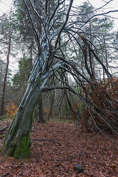 Vista Panorámica Través Bosque Remoto Paisaje Rural Invierno Con Árbol —  Fotos de Stock