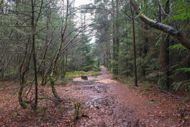 Kışın kırsal alanda uzak bir ormanlık arazide izini sürebiliriz.