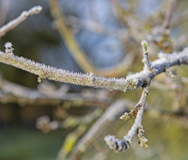 Kış boyunca buzdan buz saçakları ile kaplı ağaç dalının soyut yakın plan ayrıntıları