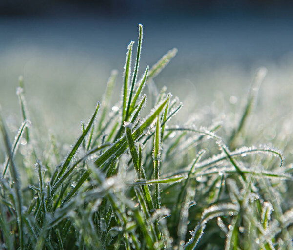 Closeup detail of grass in garden covered with hoar frost ice during winter