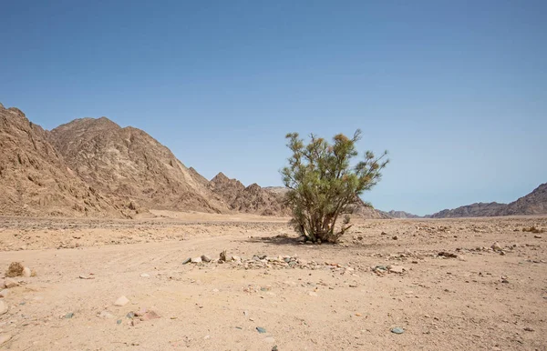 Krajina Malebný Pohled Pustou Pustou Východní Poušť Egyptě Osamělým Stromem — Stock fotografie