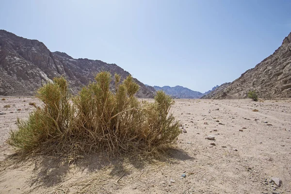 Пейзаж Живописный Вид Пустынной Бесплодной Восточной Пустыни Египте Одиноким Кустом — стоковое фото