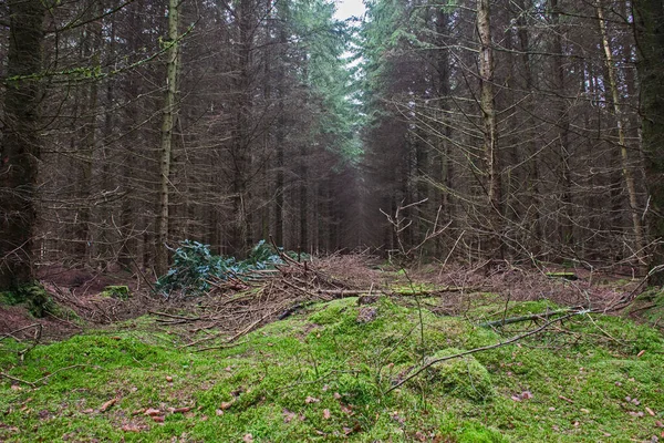 Vue Panoramique Travers Une Forêt Boisée Isolée Dans Paysage Rural — Photo