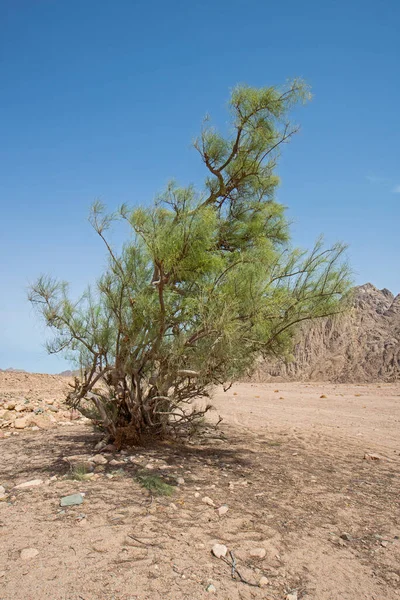 Ландшафтовий Краєвид Безлюдної Східної Пустелі Єгипті Самотнім Акацієвим Деревом Горами — стокове фото