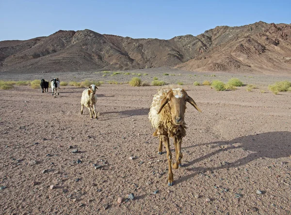 Landscape Scenic View Desolate Barren Eastern Desert Egypt Herd Sheep — Stock Photo, Image