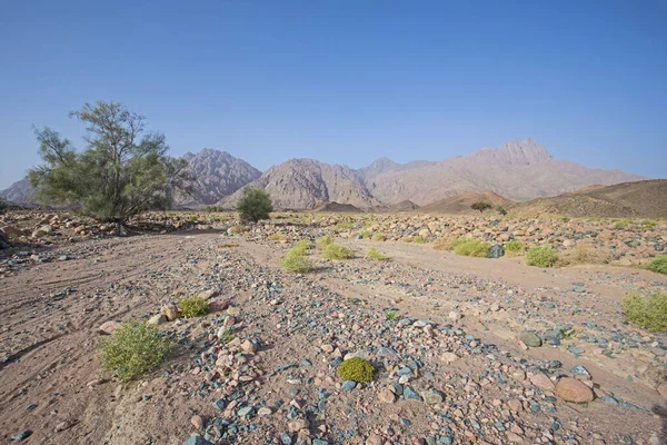 Landscape Scenic View Desolate Barren Eastern Desert Egypt Bushes Acacia — Stock Photo, Image