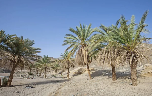Data Drzew Palmowych Rosnących Odizolowanej Małej Oazie Suchej Skalistej Dolinie — Zdjęcie stockowe