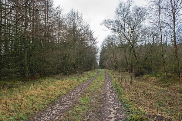 Piste Travers Une Forêt Boisée Reculée Dans Paysage Rural Hiver — Photo