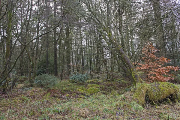 Vista Panorámica Través Bosque Remoto Paisaje Rural Durante Invierno Con — Foto de Stock