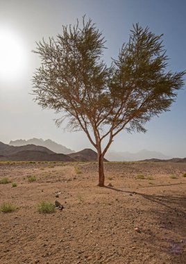 Yalnız akasya ağacı ve dağlarla Mısır 'ın çorak ve çorak doğu çölünün manzarası.