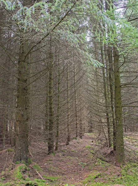 Malerischer Blick Durch Einen Abgelegenen Waldwald Ländlicher Landschaft Winter — Stockfoto