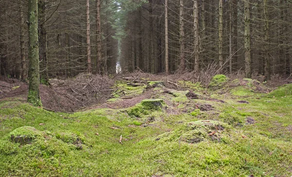 Vista Panorâmica Através Uma Floresta Remota Paisagem Rural Inverno — Fotografia de Stock