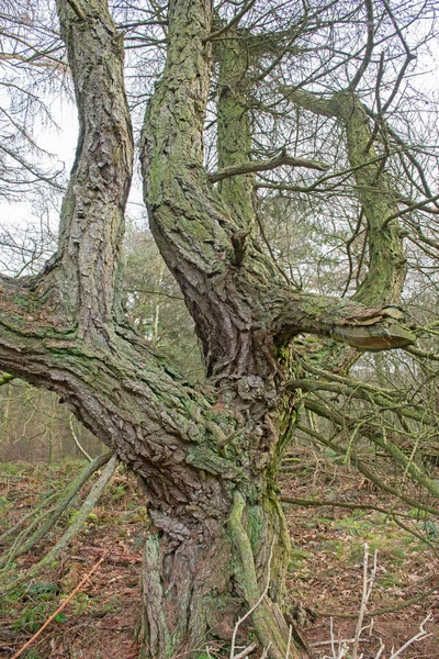 Naturskön Utsikt Genom Avlägsen Frostig Skog Landsbygden Landskap Vintern Med — Stockfoto