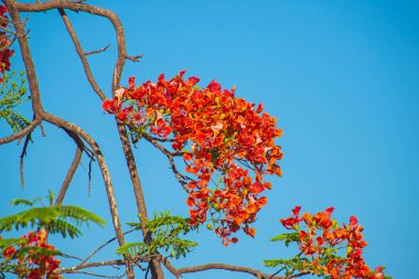 Bir portakal keçiboynuzu ağacının yakın plan ayrıntıları, ceratonia silikon çiçek yaprakları ve mavi gökyüzü arka planına karşı bahçede.