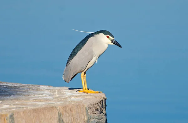 黒冠夜ヘロンNycticorax Nycticorax石壁の端に川の横に立っていた — ストック写真