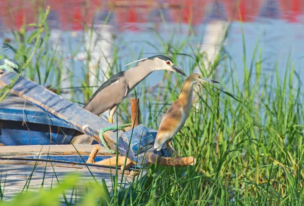 Garza Negra Noche Nycticorax Nycticorax Garza Squacco Ardeola Ralloides Estaban —  Fotos de Stock