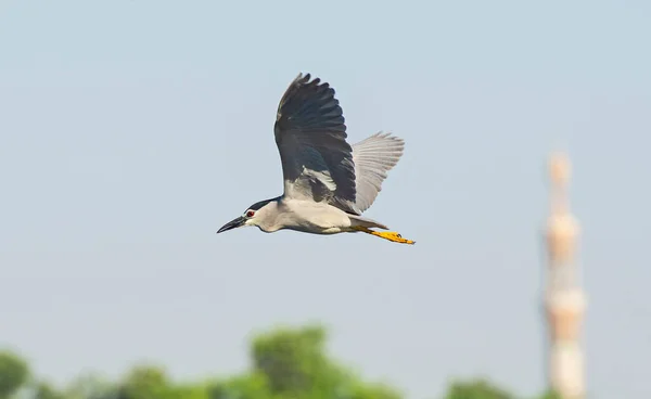 Preto Coroado Noite Garça Nycticorax Nycticorax Voo Contra Fundo Céu — Fotografia de Stock