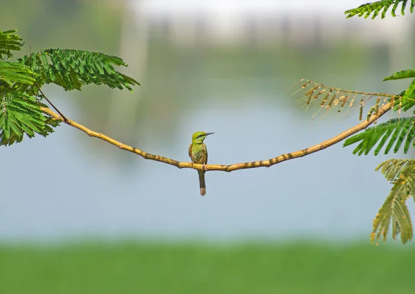 Kleine Groene Bijeneter Vogel Merops Orientalis Neergestreken Een Tak Boom — Stockfoto