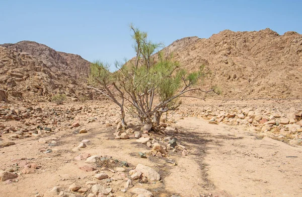 Ландшафтовий Краєвид Безлюдної Східної Пустелі Єгипті Самотнім Акацієвим Деревом Горами — стокове фото