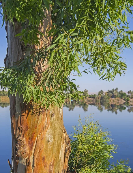 大江上的全景景观 树干的前景和对水的反思 — 图库照片
