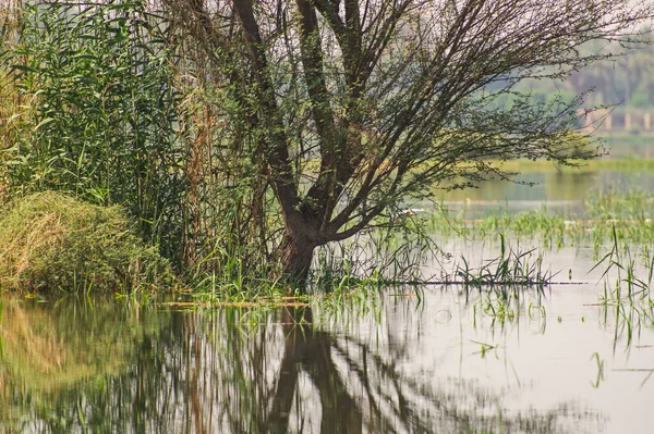 農村部の夏の間の木は水の反射と草原草原の田園風景の設定を浸水 — ストック写真