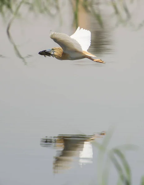 Squacco Haron Ardeola Ralloides Vlucht Rivier Waterjacht Met Vis Mond — Stockfoto