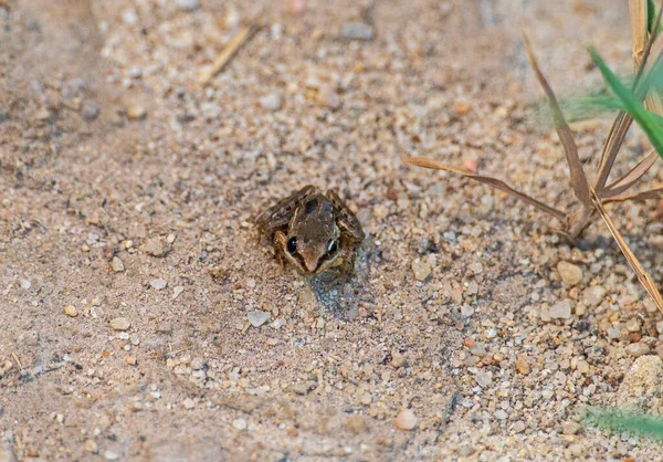 Närbild Små Nile Ridged Groda Ptychadena Nilotica Stenig Mark Trädgården — Stockfoto