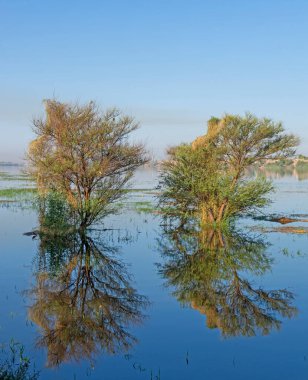 Yaz boyunca sular altında kalan çayırlarda ağaçlar, sudaki yansımalarla birlikte kırsal alan manzarası.