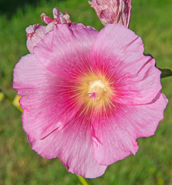 Dettaglio Primo Piano Petali Fiore Ibisco Rosa Stigma Giardino — Foto Stock