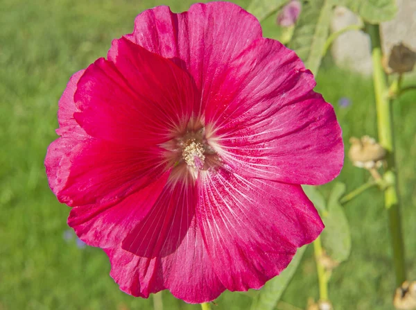 Close Detail Van Een Paarse Hibiscus Bloemblaadjes Stigma Tuin — Stockfoto