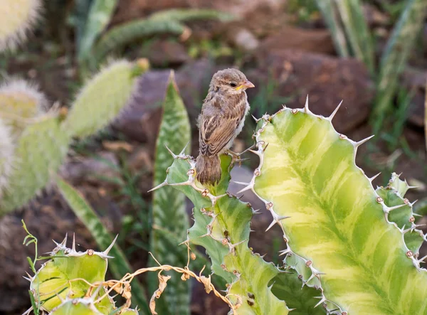 少年の家スズメの通行人国内では 野生の庭でサボテンの植物の葉の上に立っていた — ストック写真