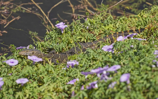 Νείλος Παρακολουθεί Σαύρα Varanus Niloticus Κρύβεται Στην Άκρη Του Ποταμού Εικόνα Αρχείου